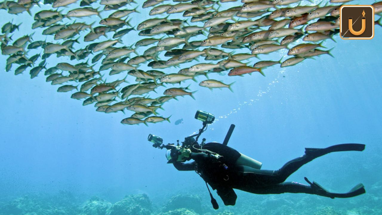 Usthadian Academy / Alex Dawson Captures The Underwater Photographer Of The Year 2024 Award